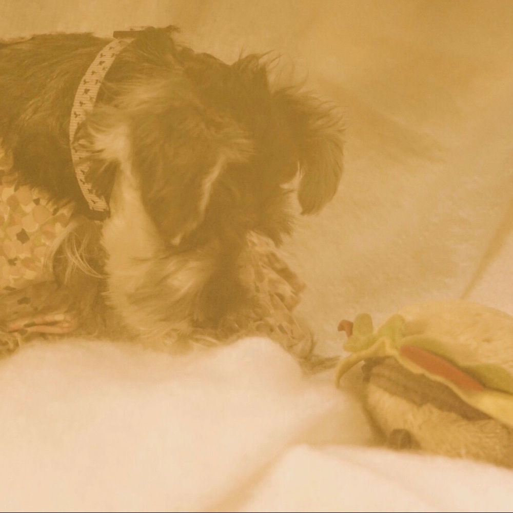 Meet your Posher, Joey